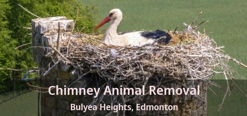 Chimney Animal Removal Bulyea Heights, Edmonton - AB