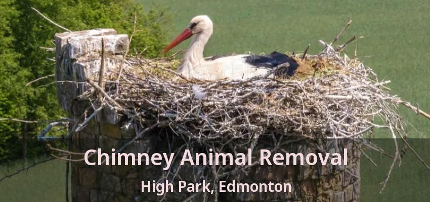 Chimney Animal Removal High Park, Edmonton - AB