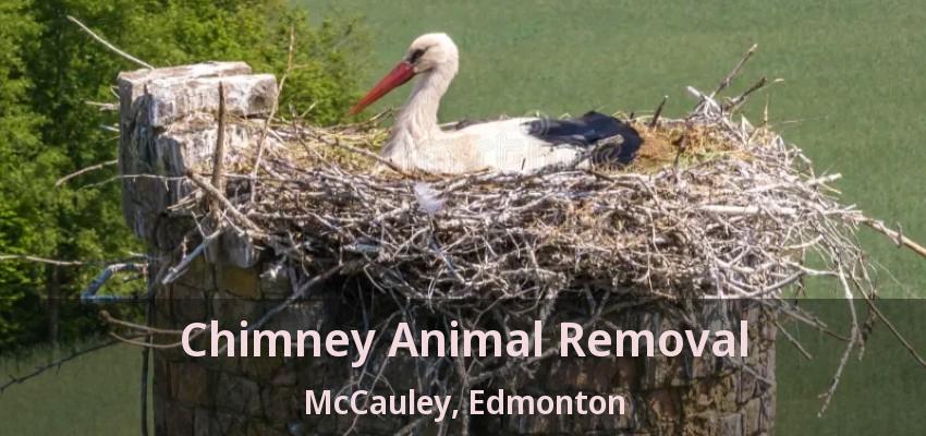 Chimney Animal Removal McCauley, Edmonton - AB