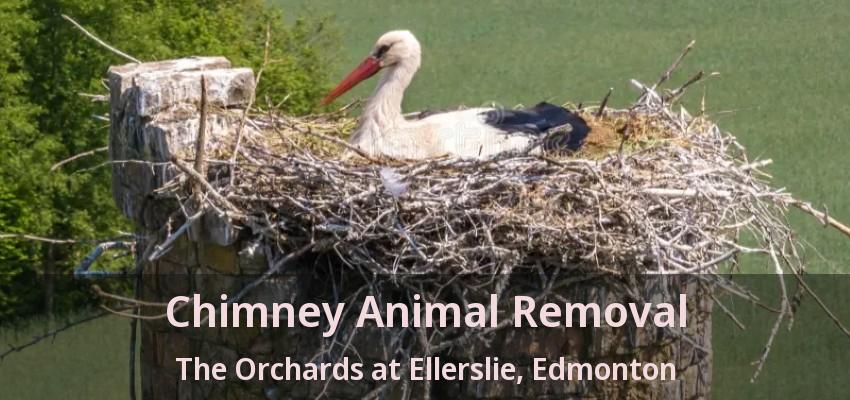Chimney Animal Removal The Orchards at Ellerslie, Edmonton - AB