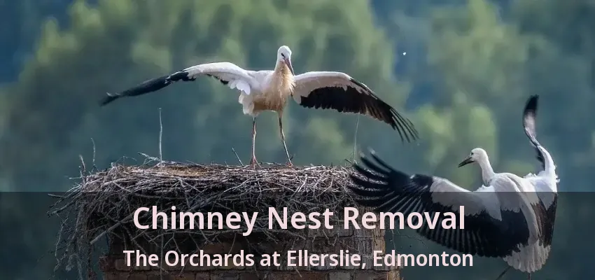 Chimney Nest Removal The Orchards at Ellerslie, Edmonton - AB Chimney Nest Removal The Orchards at Ellerslie, Edmonton - AB